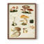 «Mushroom Species IV», reproduction encadrée - bois massif-887564833-887564847