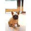 Sitting French Bulldog Puppy Statue
