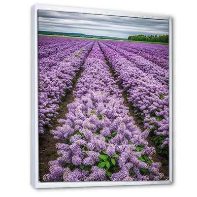 " Vast Landscape Of Purple Blossoming Lilacs "