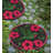 Stepping Stone - Hummingbird