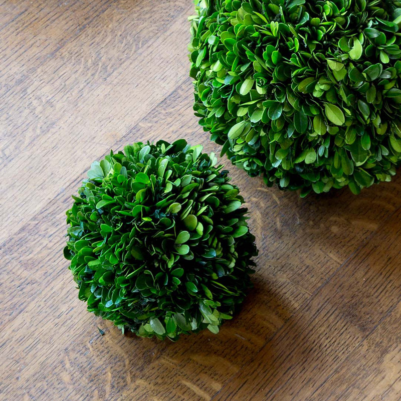 Boxwood Plant in, 6" H x 6" W x 6" D