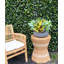 Outdoor Croton And Fittonia Arrangement In A Round Fiberstone Planter