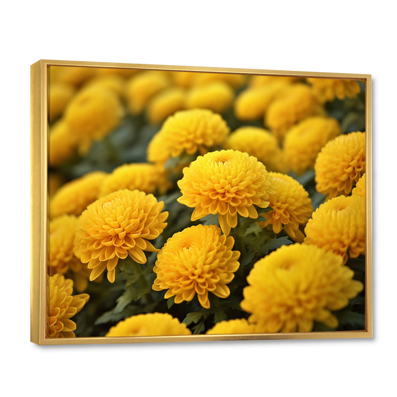 «Yellow Mums in Bloom I» sur toile, H 34 po x l 44 po x P 1,5 po, Cadre flottant doré