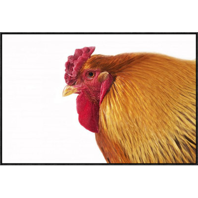 'Domestic Chicken, Partridge Brahma, Cockerel, Close-Up Of Head' Framed Photographic Print