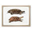 Two Terrapins by John Edward Gray - Picture Frame Painting Print-55605928-55605929