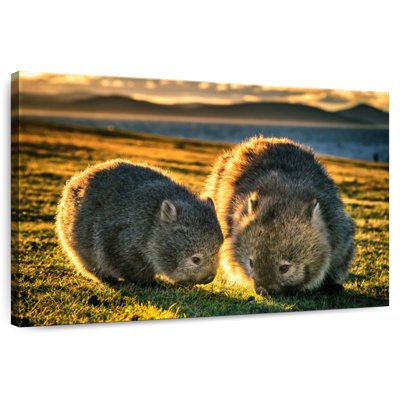 Brampt Wombats In The Field