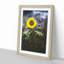 Sunflower - Picture Frame Painting Print-55613597-55613598