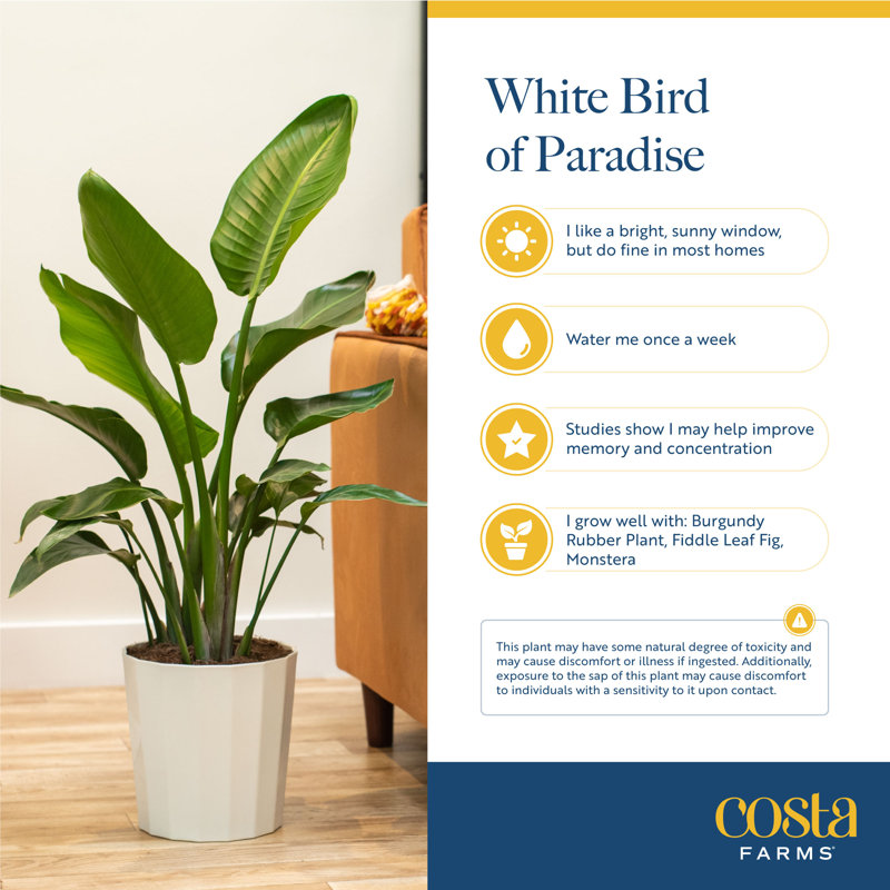 Costa Farms Indoor White Bird of Paradise House Plant - Thumbnail 5