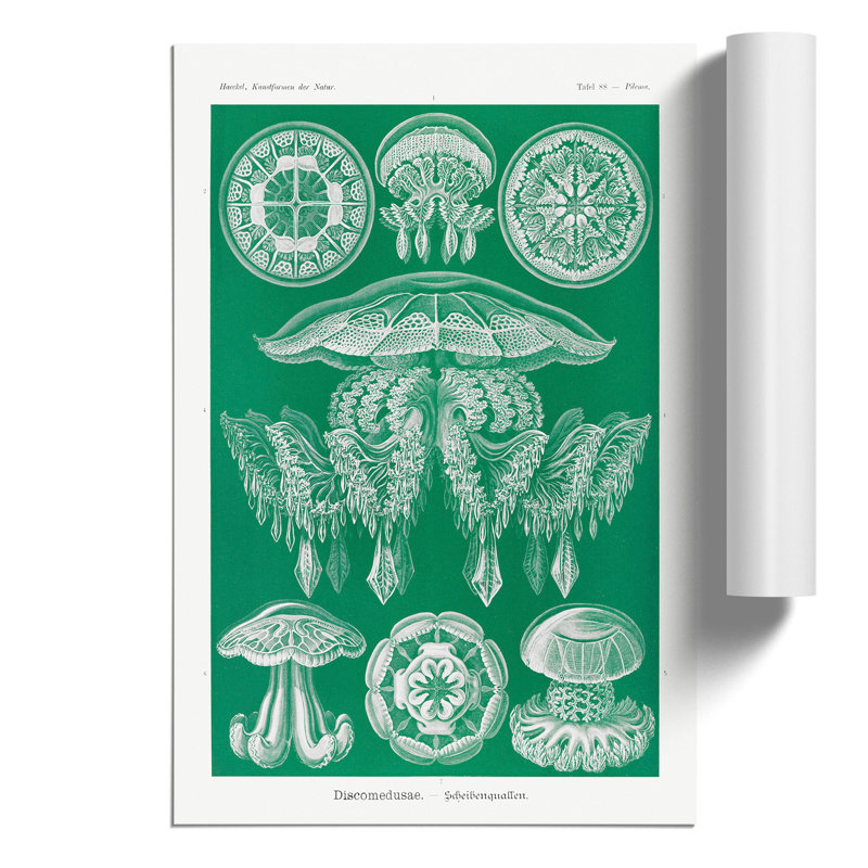 Discomedusae Jellyfish by Ernst Haeckel - Frameless Print, 59cm H x 42cm W x 0.1cm D