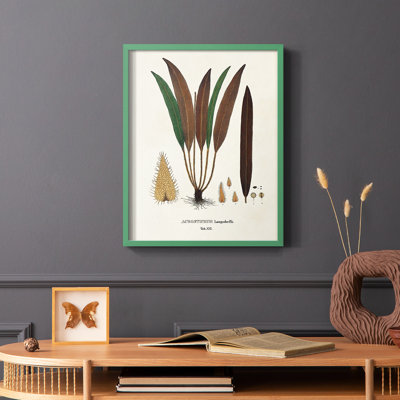 Botanical Society Ferns I, reproduction encadrée - bois massif