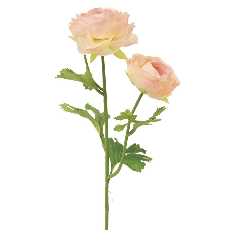 Ranunculus Arrangement, Creamy Pink