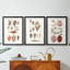 Shell Collection IV - reproduction sur mesure encadrée de qualité supérieure - 3 pièces-253780879-253780877