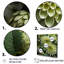 «Mums Fragrant Elegance», reproduction sur toile-97037992-97037995