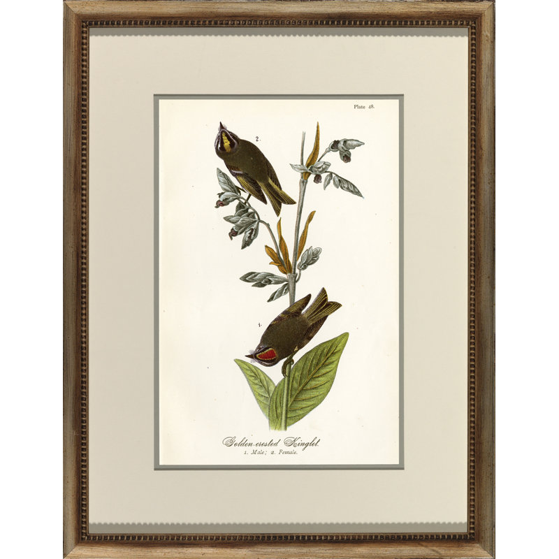 Golden Crested Kinglet Print