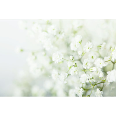 Baby Breath Flowers Background 1 Piece Wrapped Canvas Wall Art