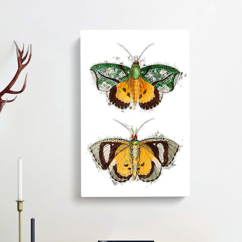 Hypermnestra Moth by George Shaw - Wrapped Canvas Painting, 60cm H x 40cm W x 3cm D