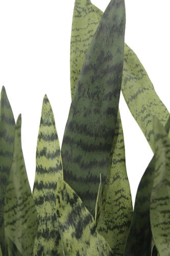 27" Potted Snake Plant - Natural, Gray