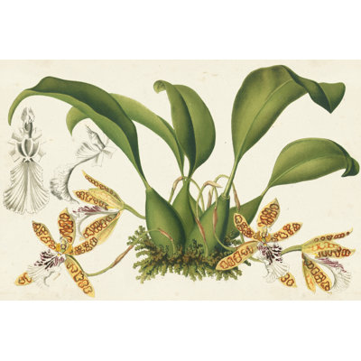 Graceful Orchids II - Graphic Art