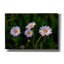 'Leucanthemum' by Rick Berk Canvas Wall Art
