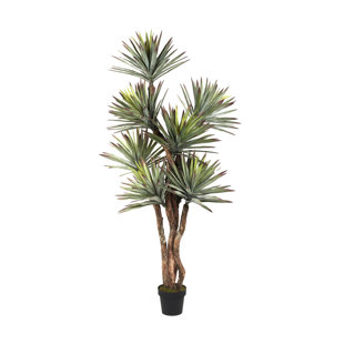 6.5' Agave Tree in Black Nursery Pot