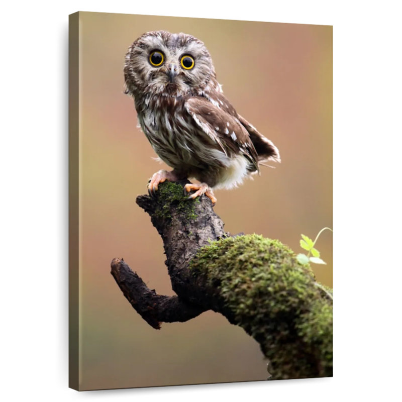 Brampt Northern Saw Whet Owl, 48" H x 32" W