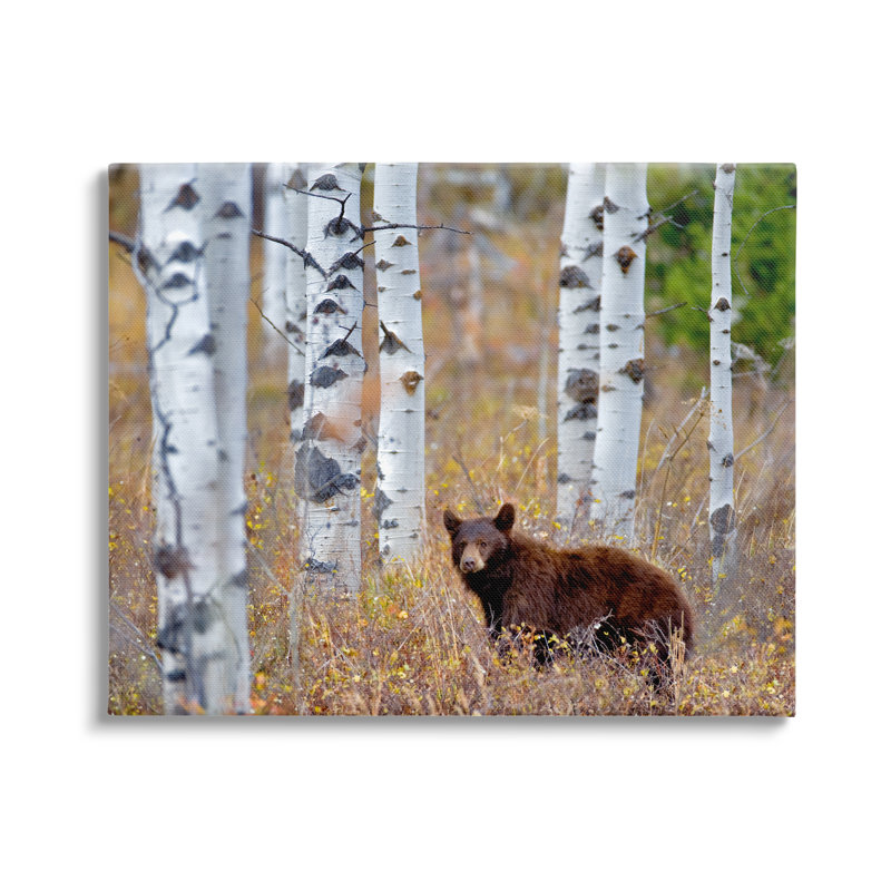 Au-900-Canvas " Bear Cub Birch Tree Thicket " by Dennis Frates, 16" H x 20" W x 1.5" D