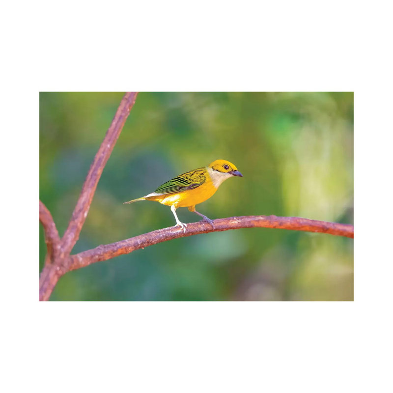 Central America, Costa Rica. Male Silver-throated Tanager In Tree. by Jaynes Gallery - Wrapped Canvas Gallery-Wrapped Canvas Giclée