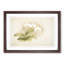 Magnolia Flowers Illustration Tab. 11 by Frederick Sander - Framed Print-55577362-55577365
