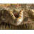 Moore Ikat Indoor Rug-1495375115