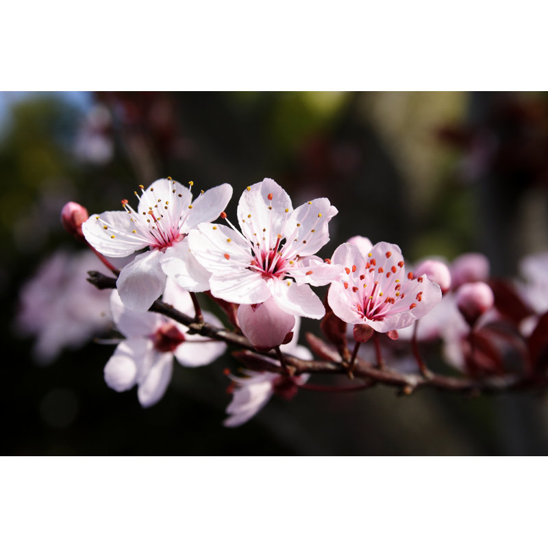 Plum Blossom - Photographie sur toile tendue, H 8 po x l 12 po