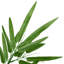 Plant-129932158-129932161