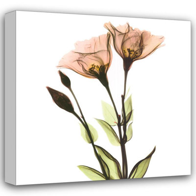 Crystal Flowers X-Ray, Gentian