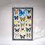 22 Genuine Butterflies In Black Display Frame