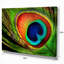 «Peacock Feather», impression-35124960-35124968