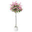 Arbre à fleurs Adcock Bougainvillea-256131621