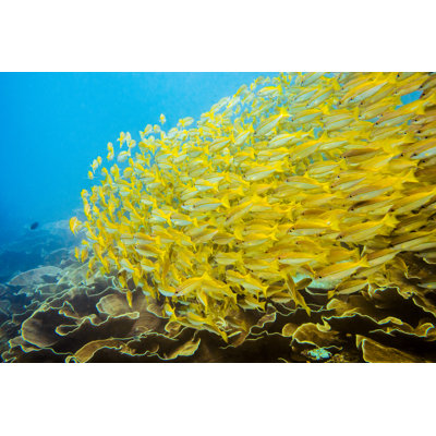 «School of Fish» par Arwin Adityavarna - photographie sur toile tendue