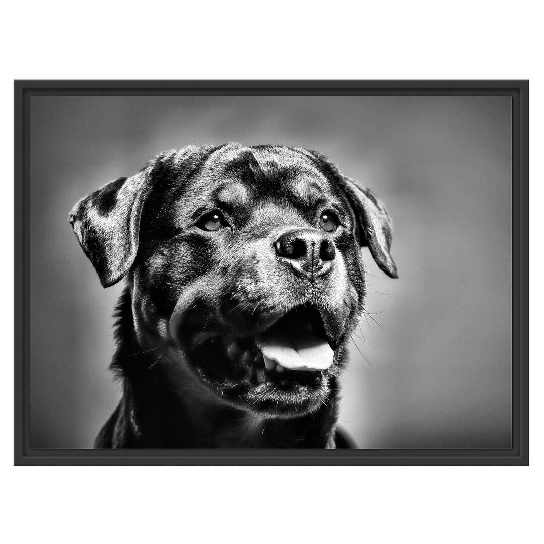 Gerahmtes Wandbild Treuer Rottweiler