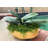 Orchid Arrangement-1342765267-1342898928