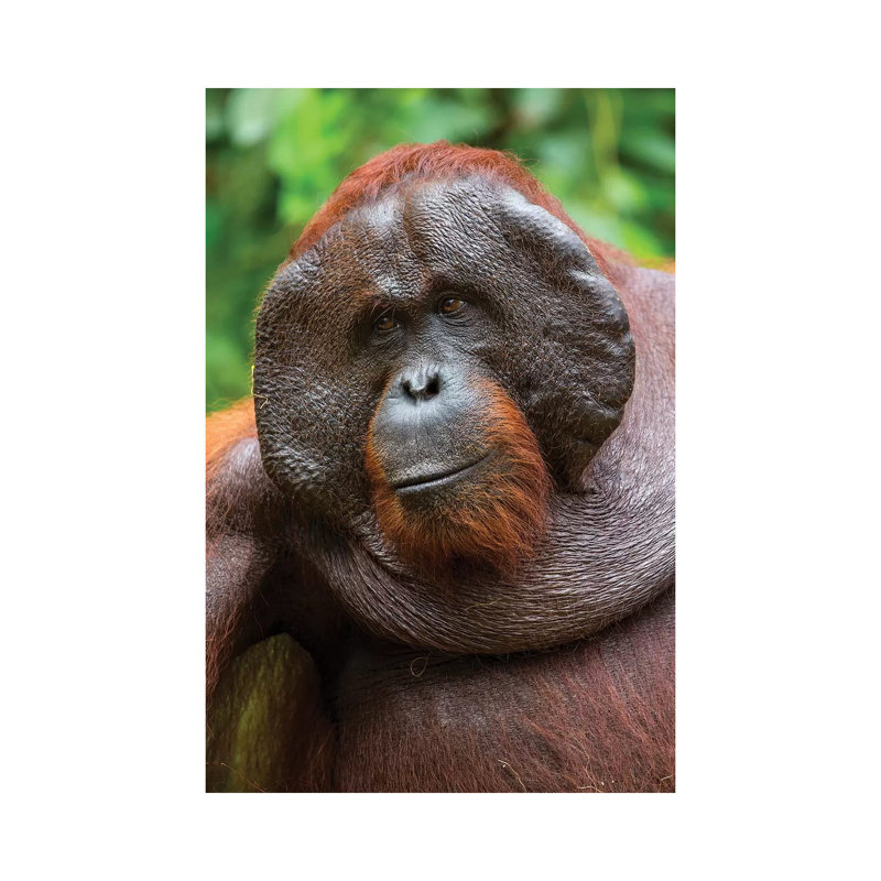 Orangutan Male Smile Borneo by Mogens Trolle - Wrapped Canvas Print, 20.32 cm H x 30.48 cm W