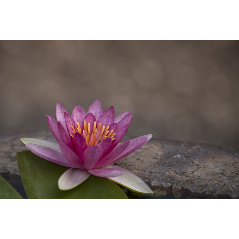 Water Lily - Wrapped Canvas Print, 30cm H x 46cm W x 3.8cm D