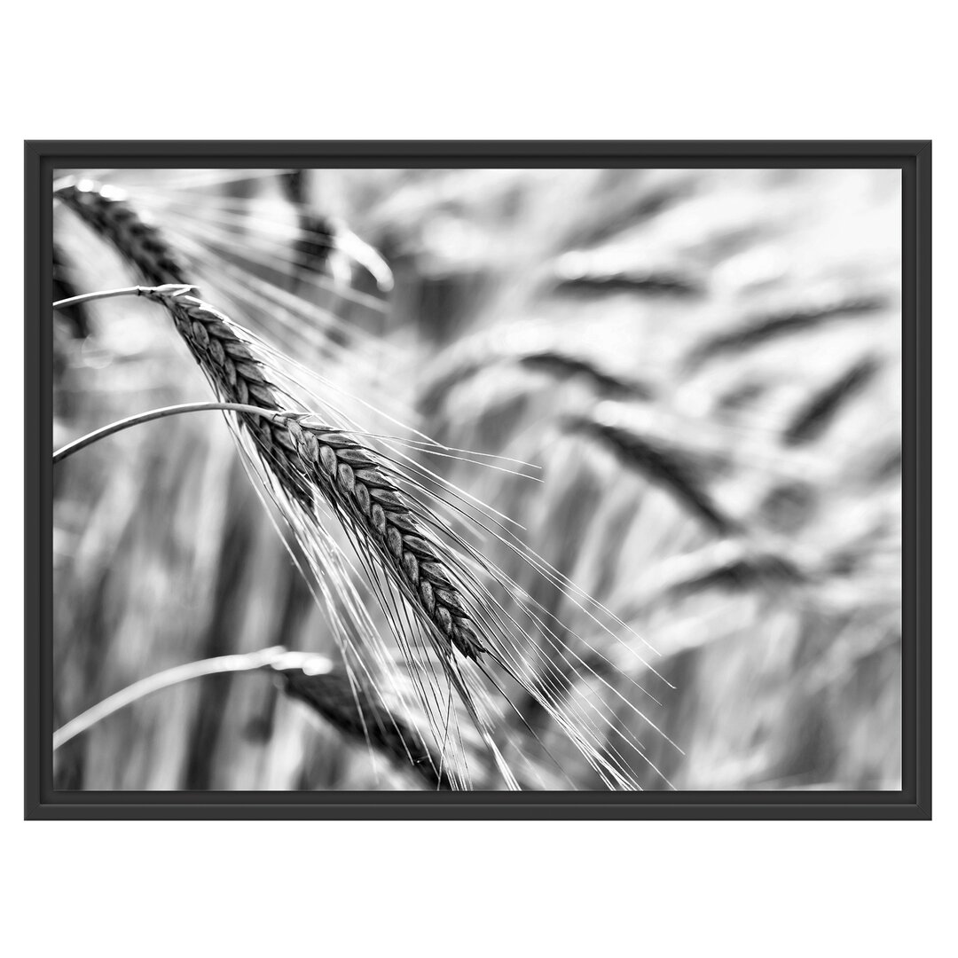 Gerahmtes Wandbild Weizen auf dem Feld