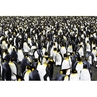 King Penguin Colony South Georgia by Mlenny