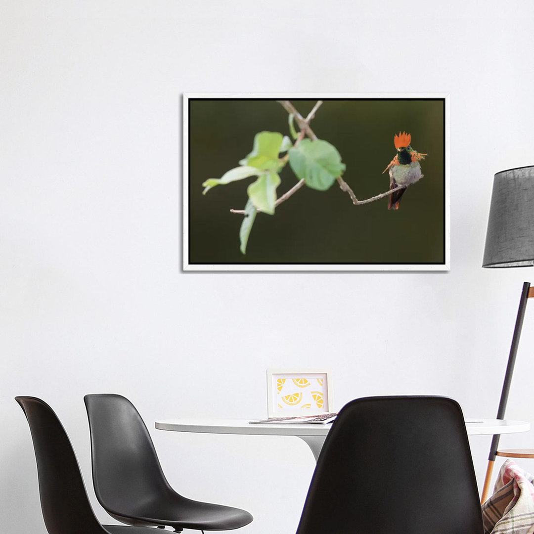 Tufted Coquette von Ken Archer - Galerie- Giclée auf Leinwand