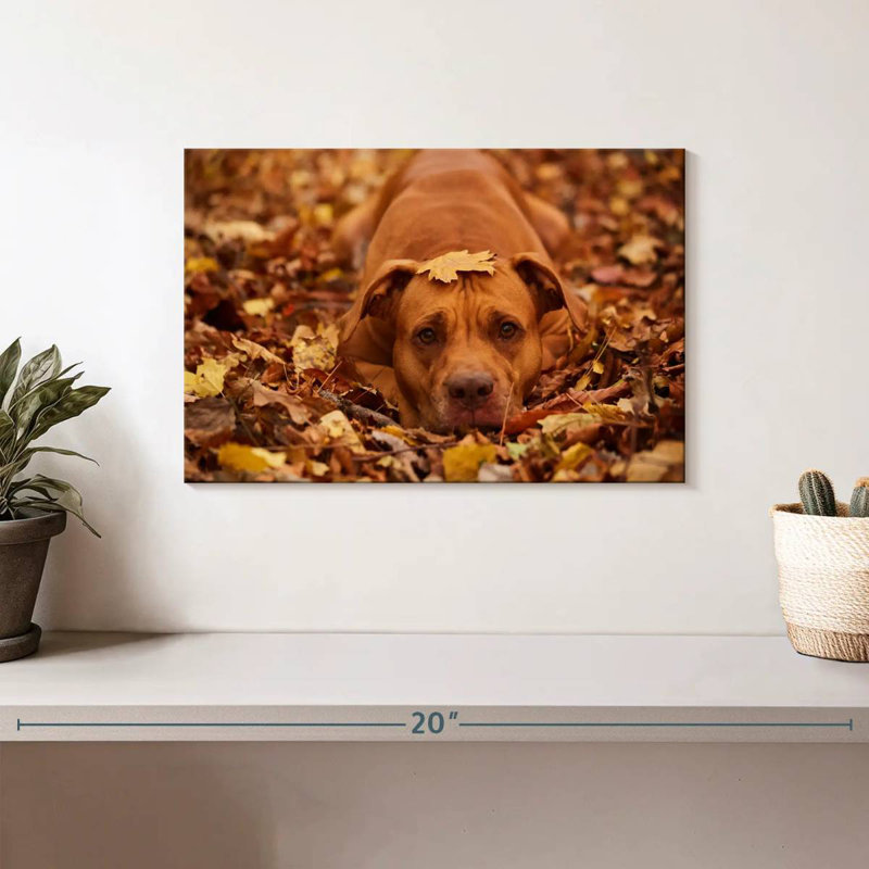 Mignon Pitbull d'automne, H 8 po x l 12 po