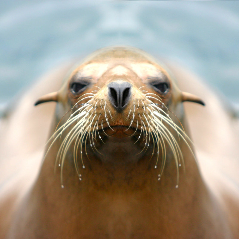 Sealion by Lluecke - Wrapped Canvas Print, 30cm H x 30cm W x 3.8cm D