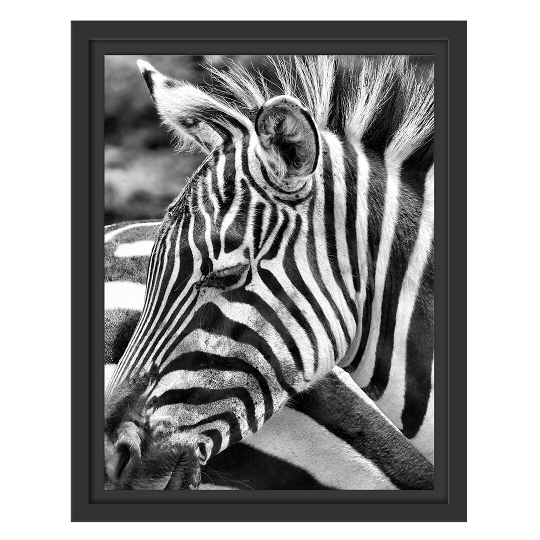 Gerahmtes Wandbild prächtiges Zebra