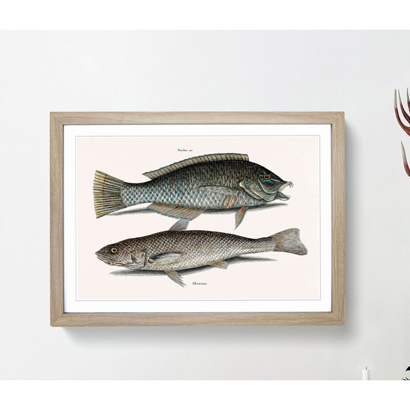 Puddingwife & Whiting Fish by Mark Catesby - Framed Print, Oak, 35cm H x 50cm W x 2cm D