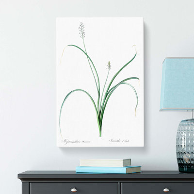 Roman Hyacinth Flowers by Pierre-Joseph Redoute - Wrapped Canvas Print