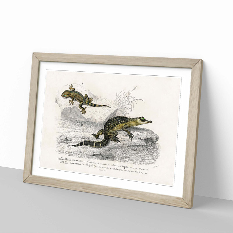 Alligator And Lizard Illustration by Charles D'Orbigny - Single Picture Frame Painting, 33cm H x 45cm W x 2cm D, Oak Framed