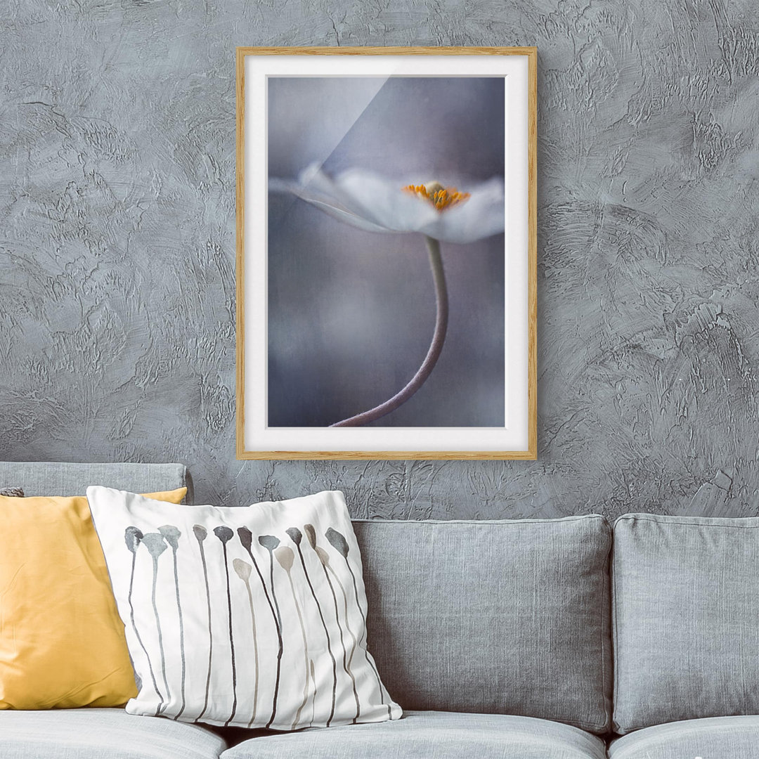 Gerahmter Fotodruck White Anemone Blossom